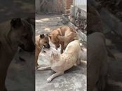 Dog love