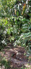 Mangoes on the tree in a garden | mangoes | Nature <br/><br/><br/>#mangoes <br/>#nature